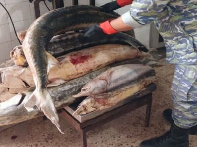 کشف ماهی خاویاری در لنگرود