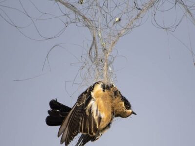 ممنوعیت هرگونه شکار پرندگان وحشی در زیستگاههای گیلان