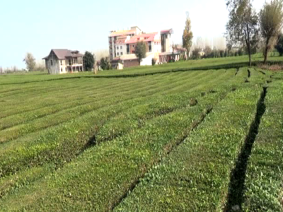 افزایش ۴۰ درصدی تسهیلات پرداختی به چایکاران و کارخانه داران شمال کشور