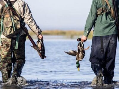 ممنوعیت شکار هر نوع پرنده در گیلان