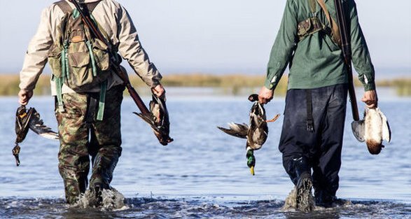 ممنوعیت شکار هر نوع پرنده در گیلان