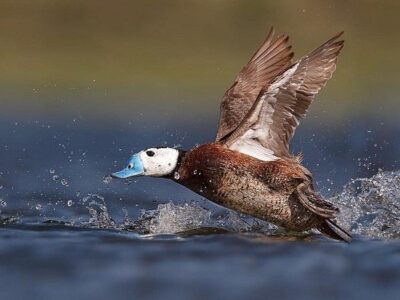آغاز سرشماری پرندگان مهاجر آبزی با کمک پهپاد و هوش مصنوعی در گیلان