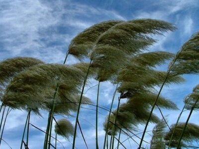 وزش باد گرم در گیلان تا سه شنبه ادامه دارد