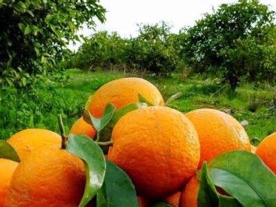 برداشت ۱۳۰ هزار تن مرکبات از باغات گیلان