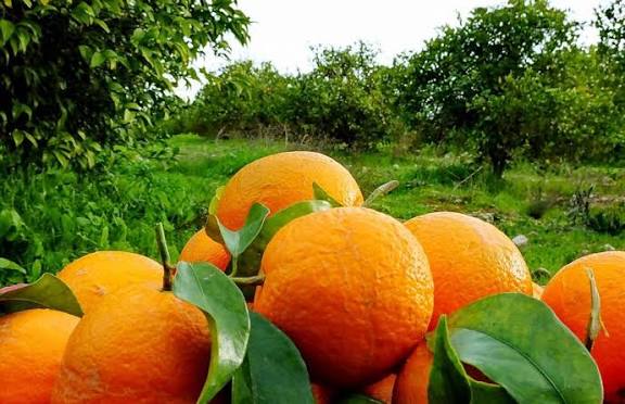 برداشت ۱۳۰ هزار تن مرکبات از باغات گیلان