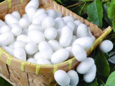 افزایش ۸۰ درصدی قیمت تضمینی پیلهتر ابریشم