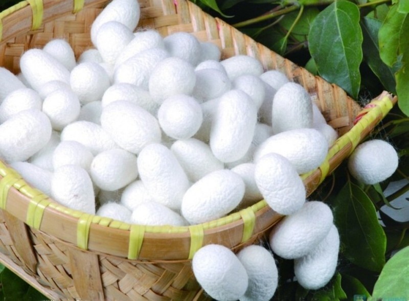 افزایش ۸۰ درصدی قیمت تضمینی پیلهتر ابریشم