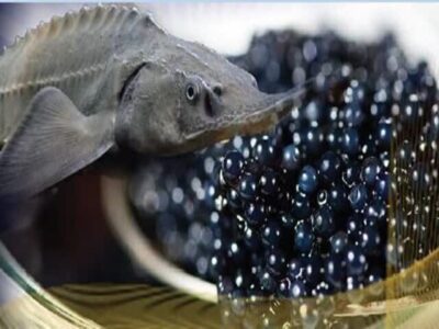 گیلان رتبه نخست تولید خاویار کشور را دارد