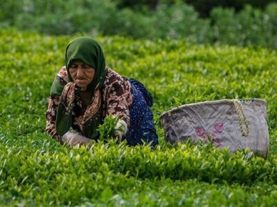 آمادگی ۱۲۰ کارخانه چای برای خرید برگ سبز بهاره از امروز