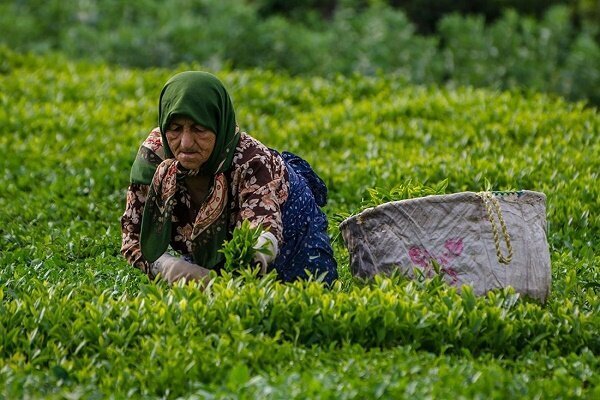آمادگی ۱۲۰ کارخانه چای برای خرید برگ سبز بهاره از امروز