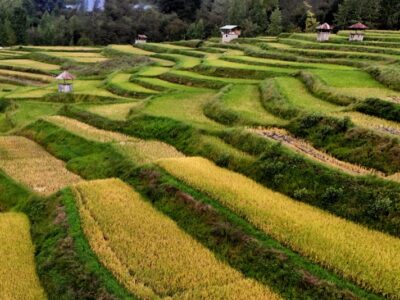 ۳۹ مورد تغییر کاربری غیرمجاز در گیلان شناسایی شد