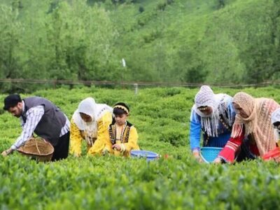 خرید بیش از ۲ هزار تن برگ سبز چای از چایکاران شمال کشور