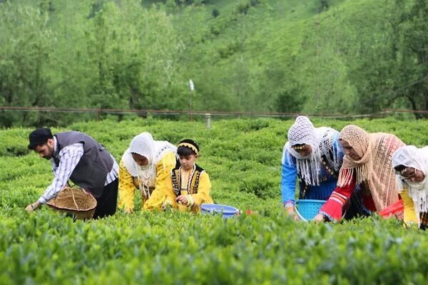 خرید بیش از ۲ هزار تن برگ سبز چای از چایکاران شمال کشور