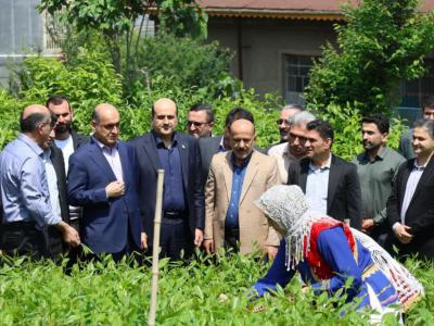 بازدید استاندار گیلان از روند برداشت برگ سبز چای در لاهیجان
